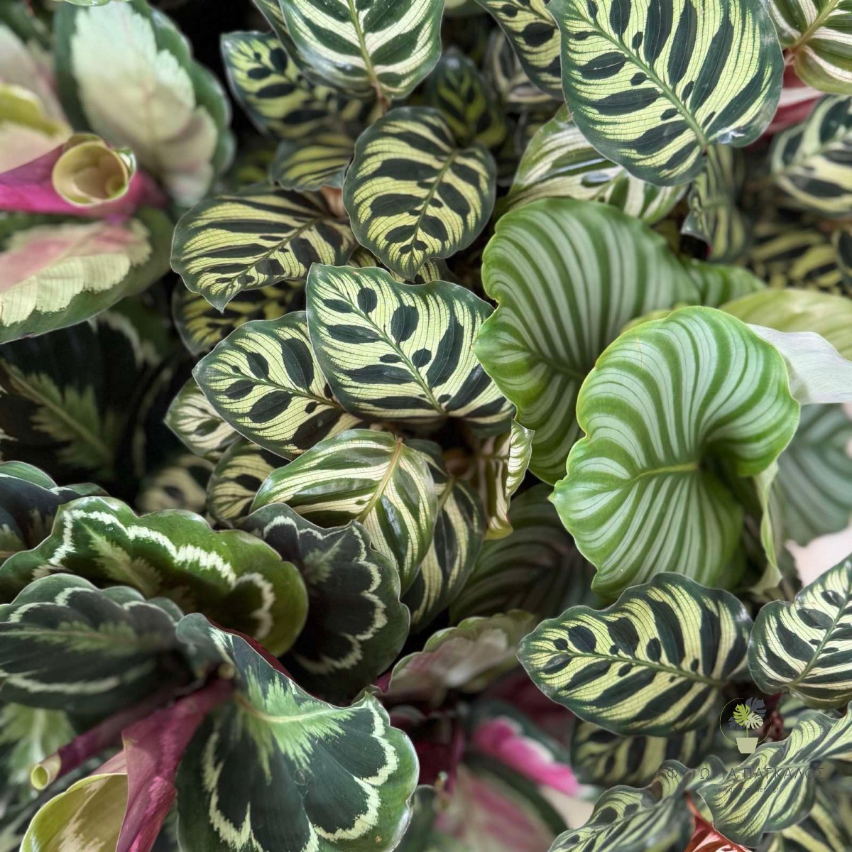 Καλαθέα (Calathea spp.) - 3